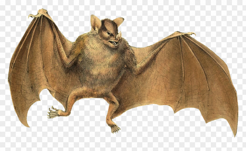 Bat Drawing Image Common Pipistrelle PNG