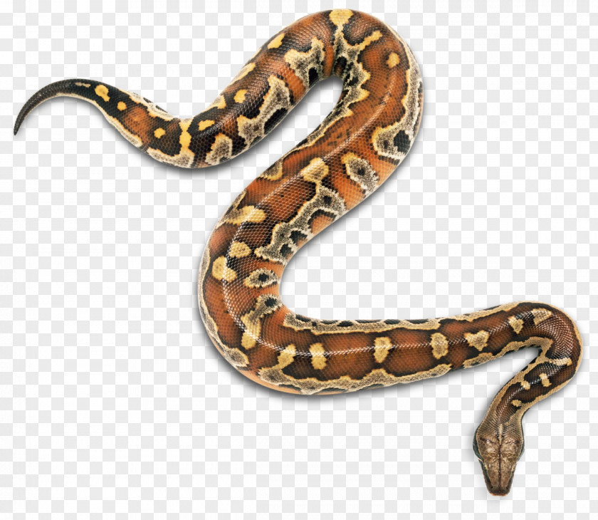 Child Snakes Snakebite Ilha Da Queimada Grande Reptile PNG