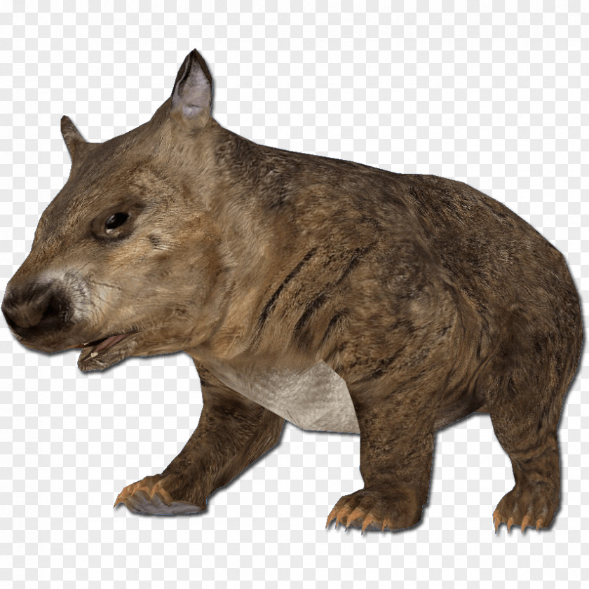 Hairy Wombat Grizzly Bear Rodent PNG