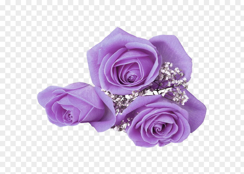Purple Roses Flower Rose Download Mobile Phone Wallpaper PNG