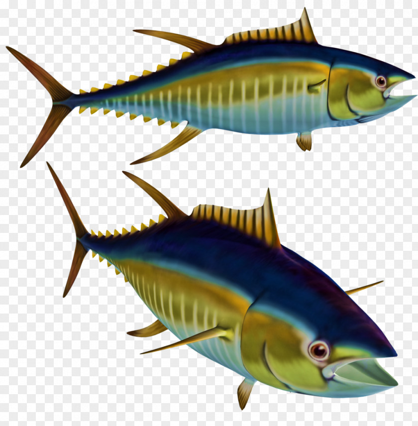 Tuna Fish Albacore Clip Art PNG