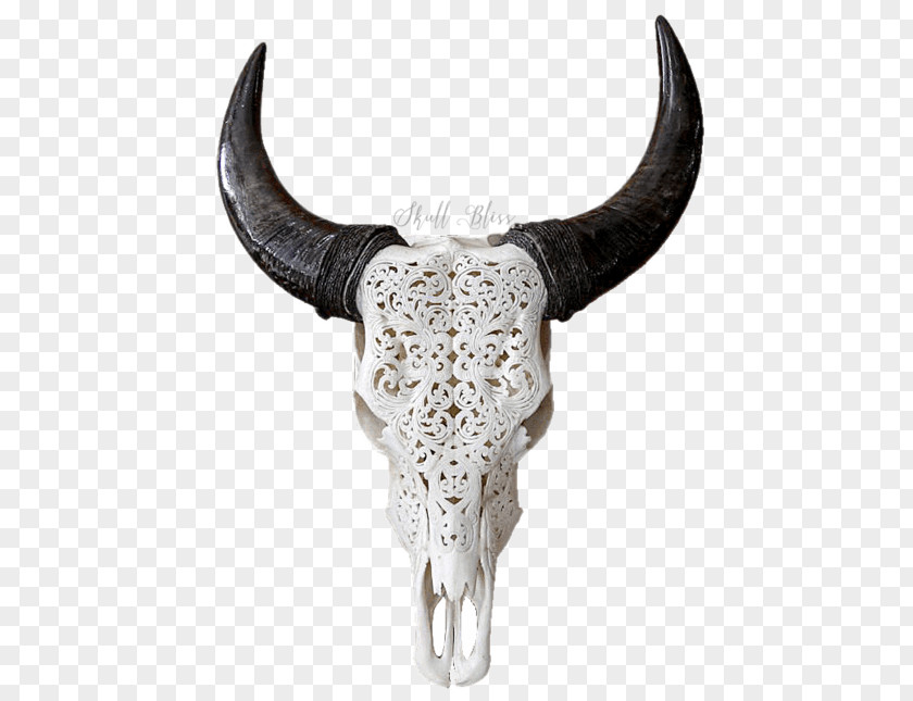 Buffalo Horns Texas Longhorn English Skull Goat PNG