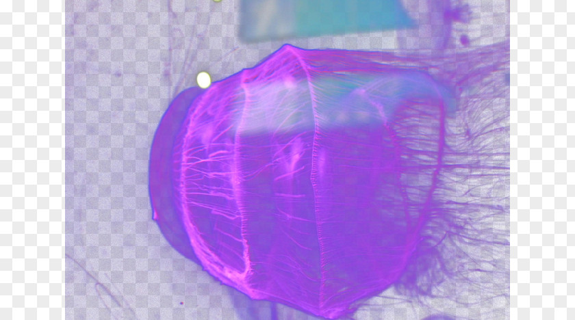 Dream Jellyfish Plastic PNG