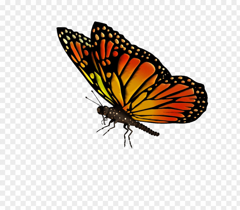 Flying Butterflies Transparent Monarch Butterfly Drawing Clip Art PNG
