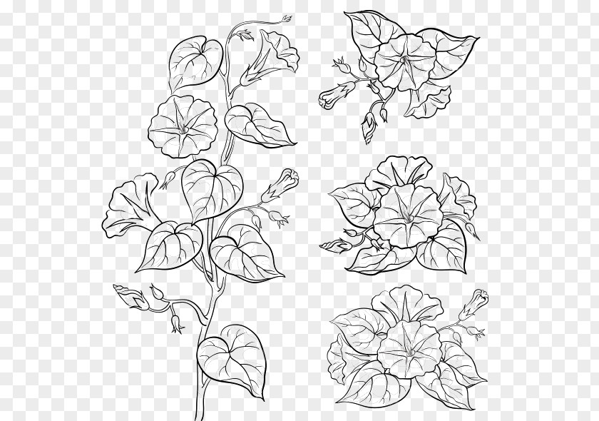 Leaves Black Flower Drawings Morning Glory Botanical Illustration Vector Graphics PNG