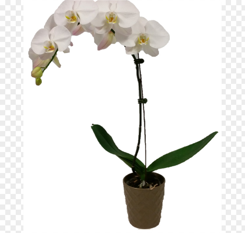 Porcelain Pots Moth Orchids Cattleya Dendrobium Flowerpot Cut Flowers PNG