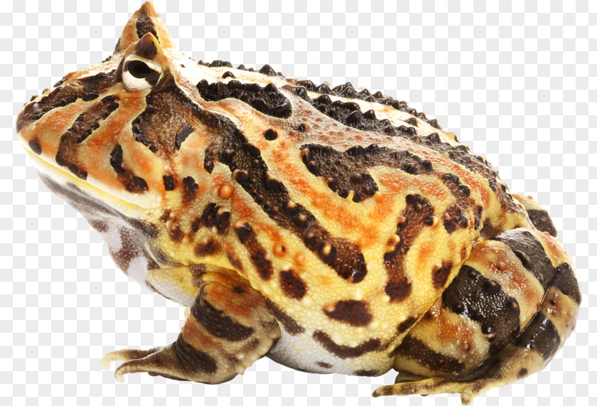 Rana Toad True Frog PhotoScape PNG