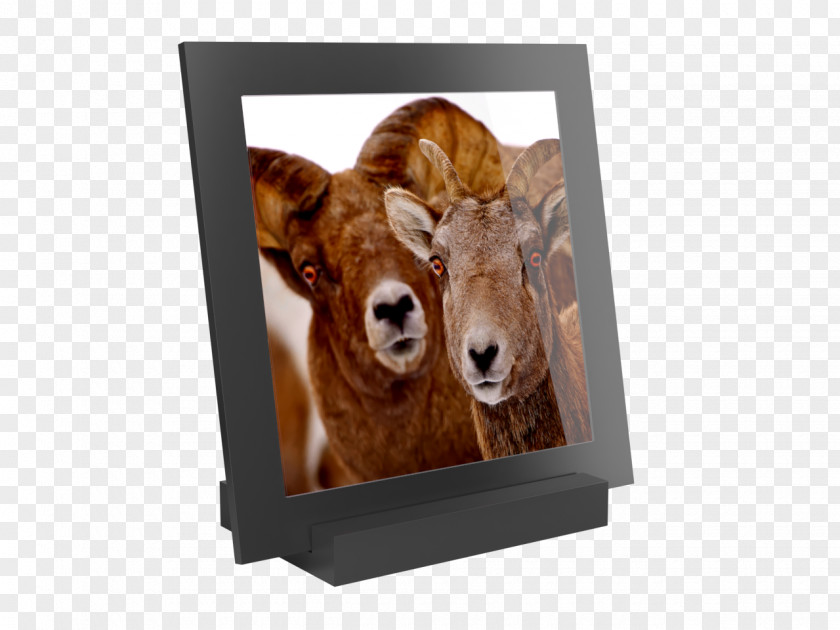 Rut Prints Cattle Snout Picture Frames Fur Image PNG