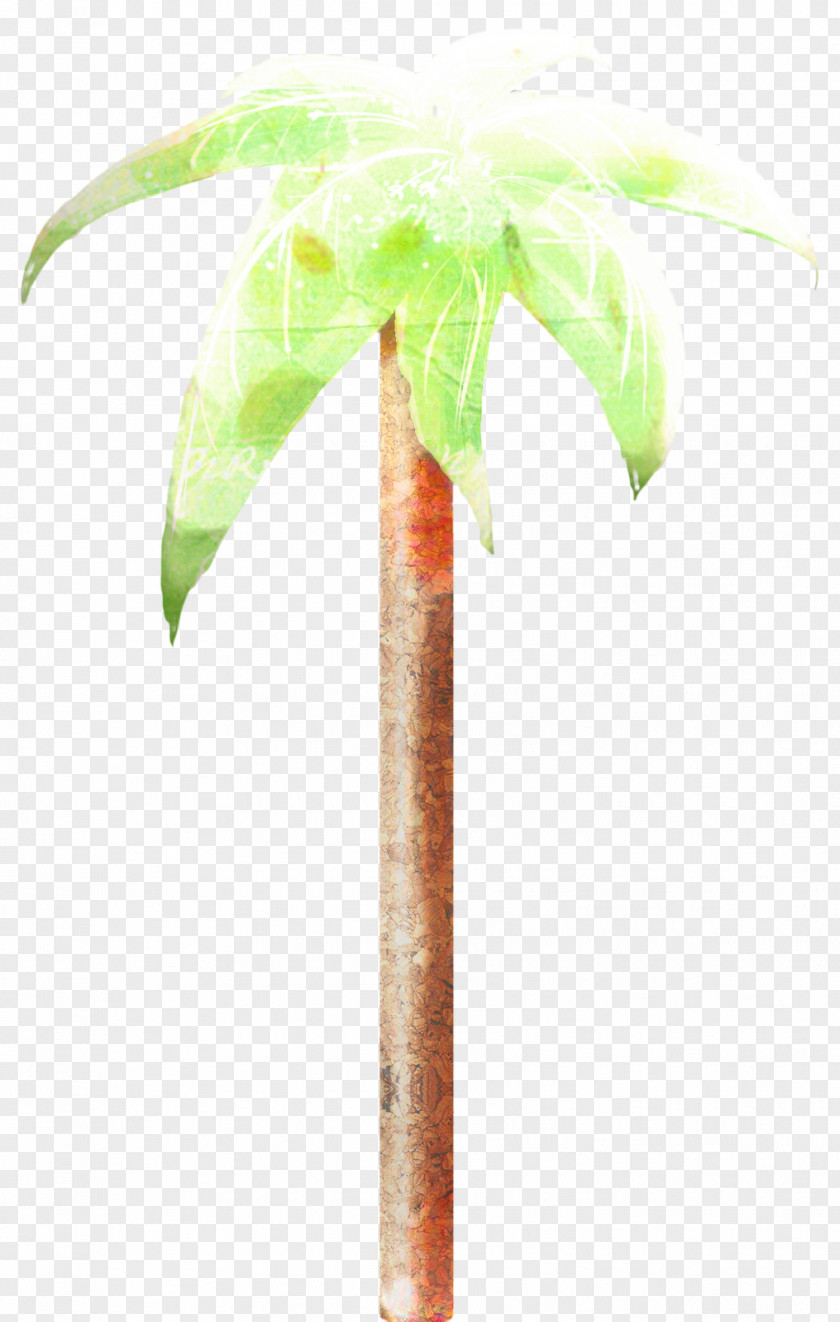 Arecales Woody Plant Cartoon Palm Tree PNG