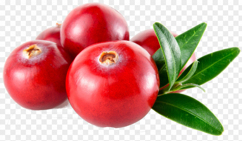 Cranberry Royalty-free Stock Photography PNG