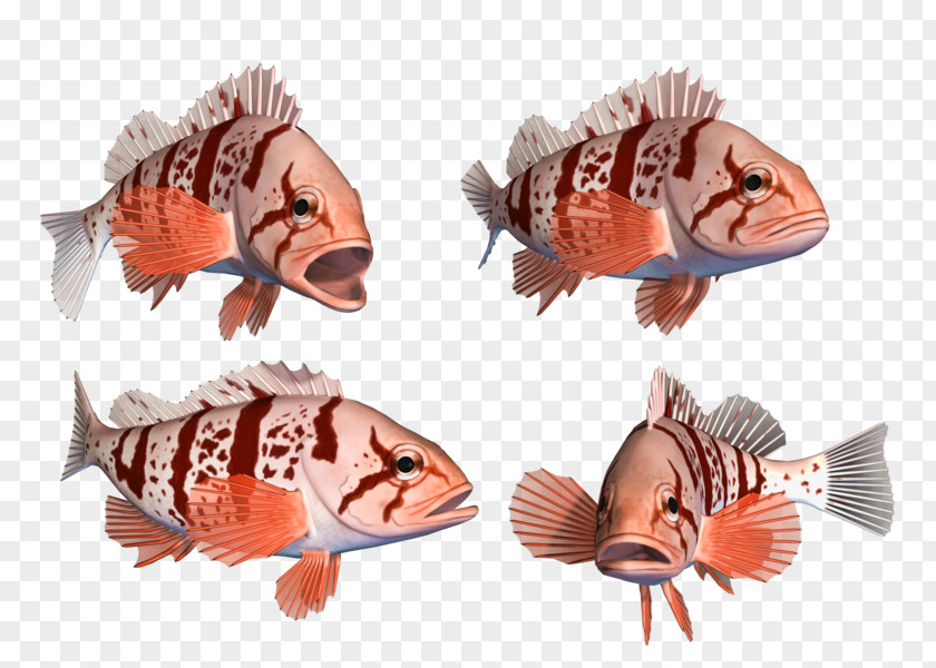 Fish Deep Sea 海水魚 Animal PNG