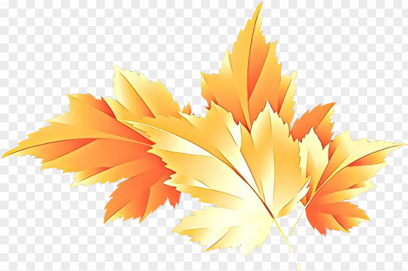 Maple Deciduous Leaf PNG