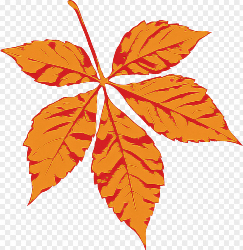 Maple Leaf PNG