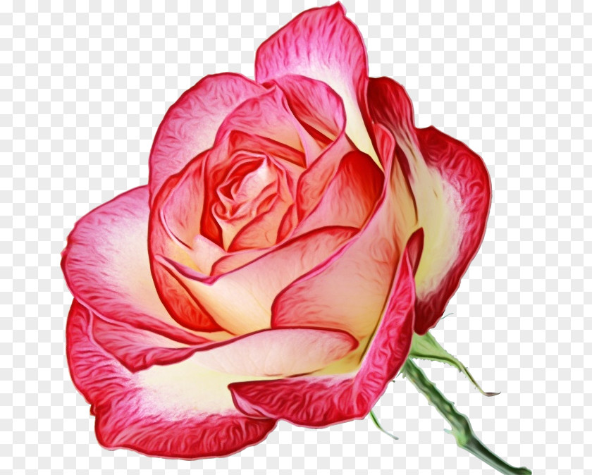 Rosa Gallica Camellia Garden Roses PNG