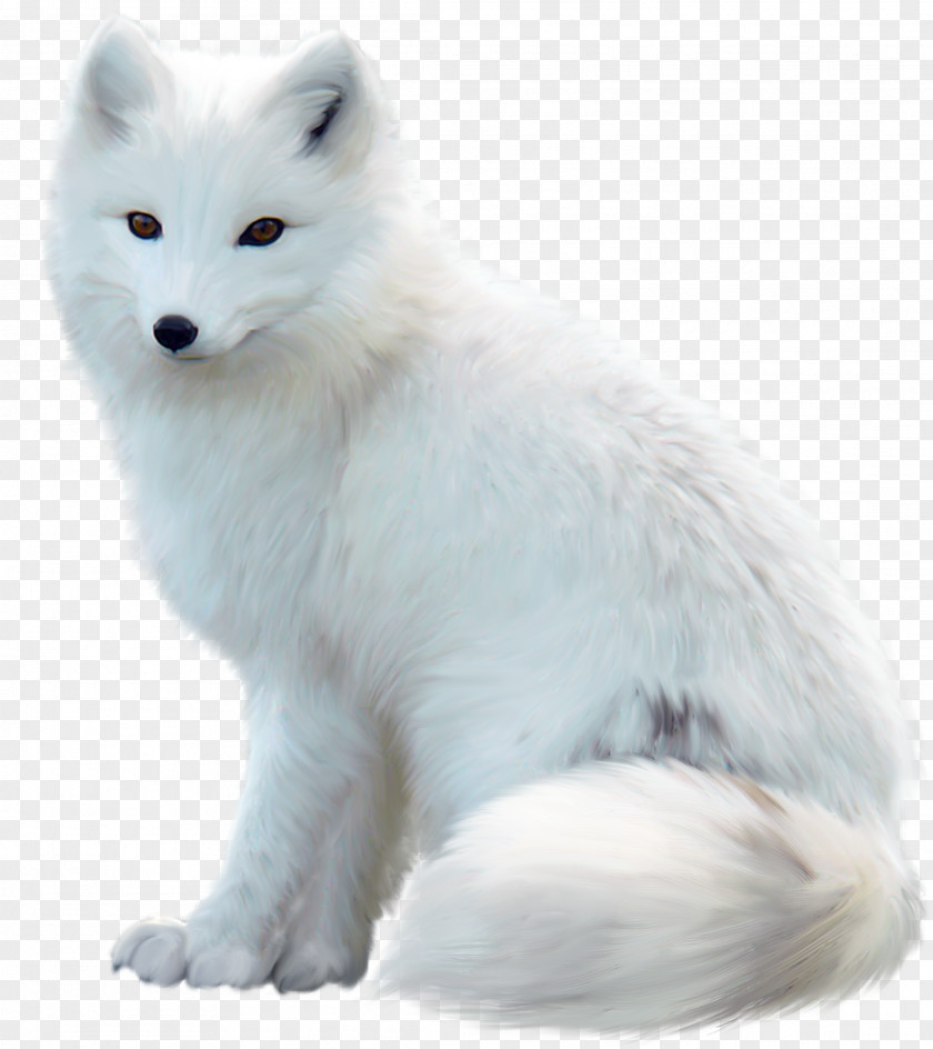 Arctic Fox Maltese Dog Jack Russell Terrier Red PNG