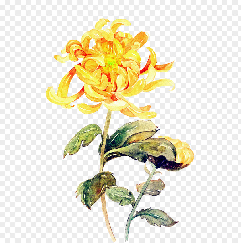 Flower Chrysanthemum ×grandiflorum Double Ninth Festival PNG