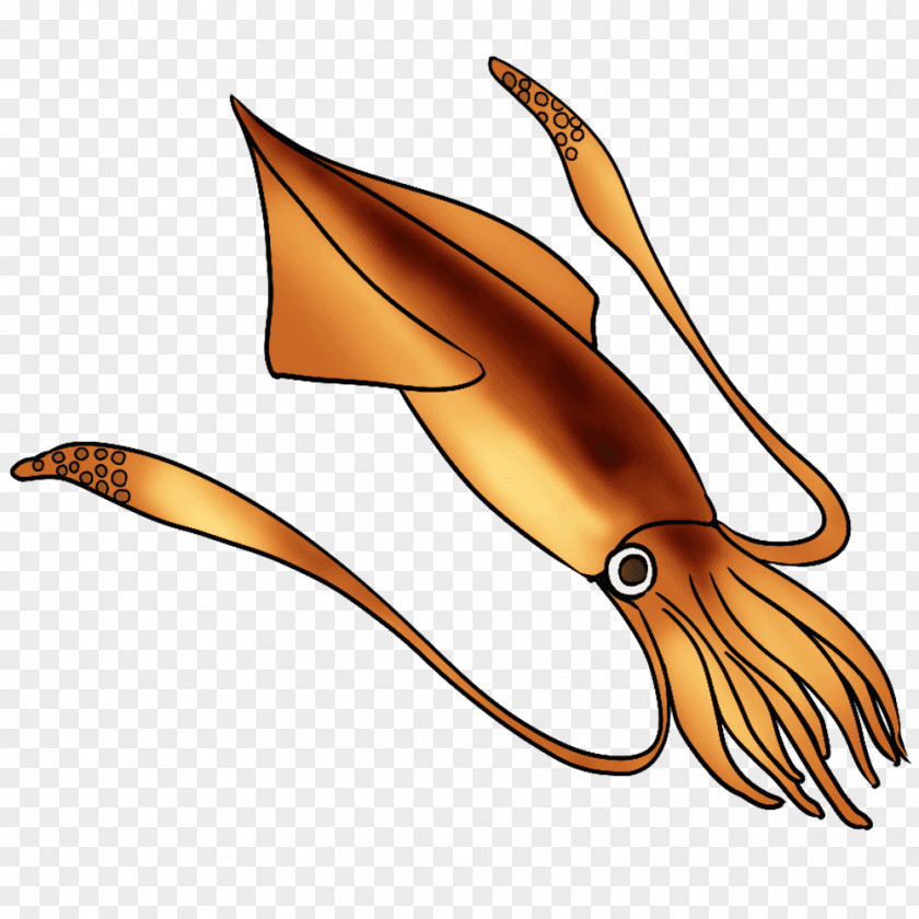 Fool Squid Heterololigo Ikameshi Sashimi Clip Art PNG