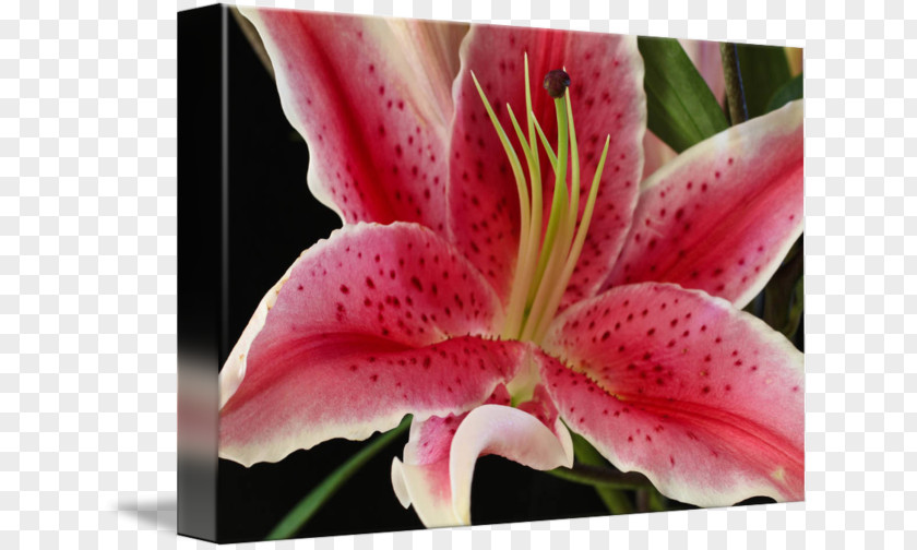 Lilium 'Stargazer' Lily Daylily Work Of Art PNG