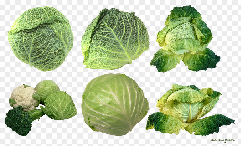 Mangosteen Savoy Cabbage Vegetable Brussels Sprout Collard Greens PNG