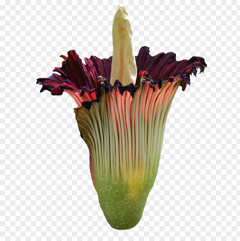 Rich Flowers Titan Arum Cut Plant Stem Spadix PNG