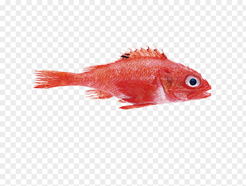 Sequoia Fish Northern Red Snapper Seafood Mullus Barbatus PNG