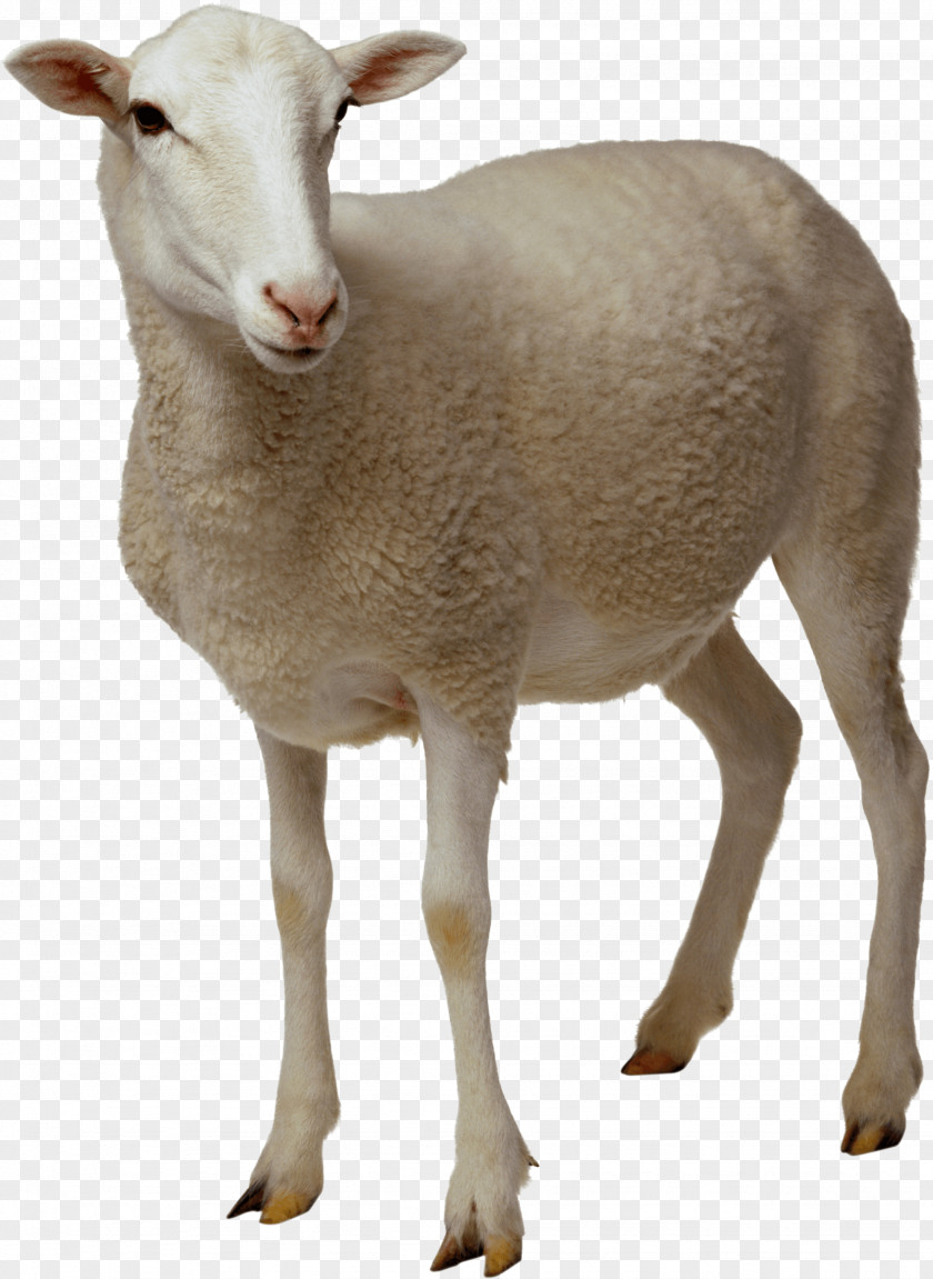 Sheep Looking PNG Looking, white goat clipart PNG