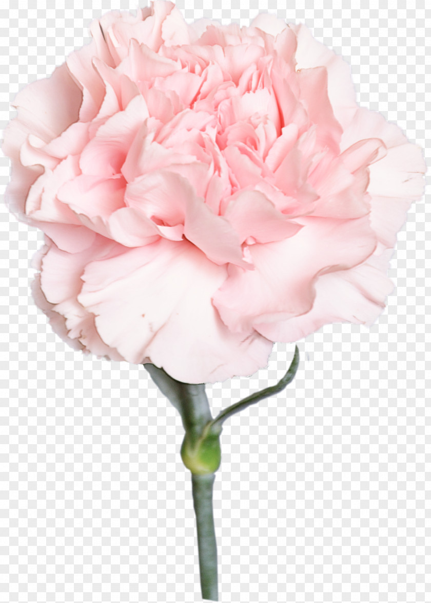 Artificial Flower PNG