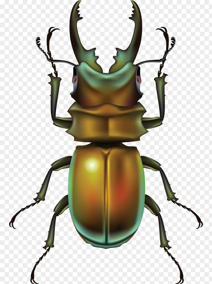 Beetle Clip Art PNG