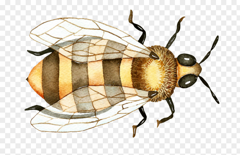 Blister Beetles Tachinidae Watercolor Drawing PNG