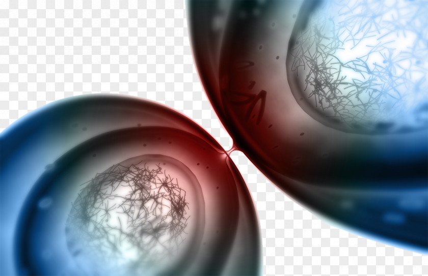 Cell Microscope Picture Mitosis Division Telophase PNG