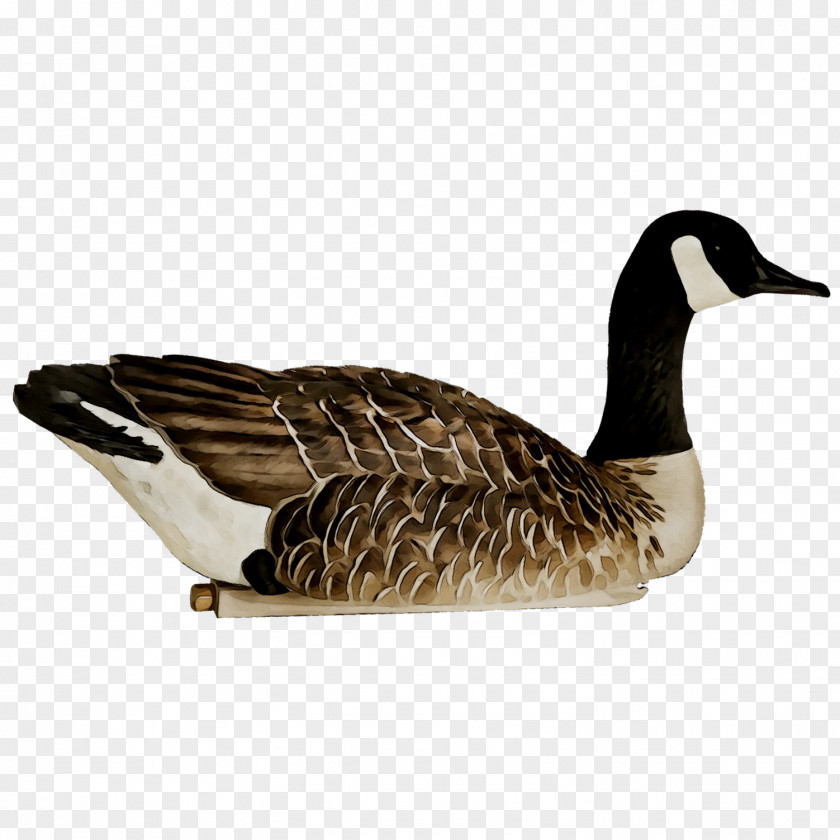 Mallard Goose Avian-X Decoy Duck PNG
