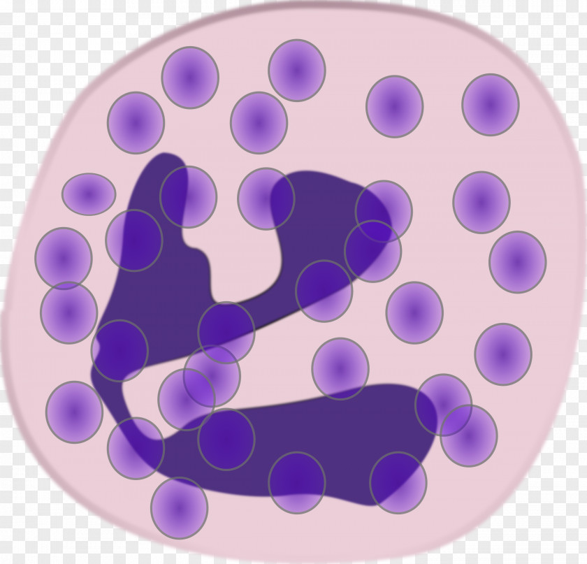 Medicine Innate Immune System Granulocyte Immunology Pathogen PNG