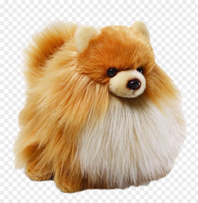 Pomeranian Boo German Spitz Klein Mittel Volpino Dog Breed PNG