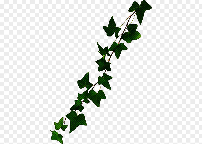 American Holly Twig Ivy PNG