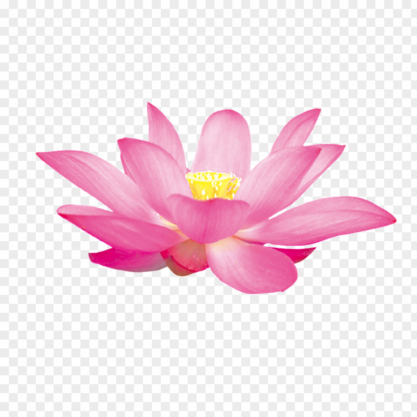 Design Nelumbo Nucifera PNG