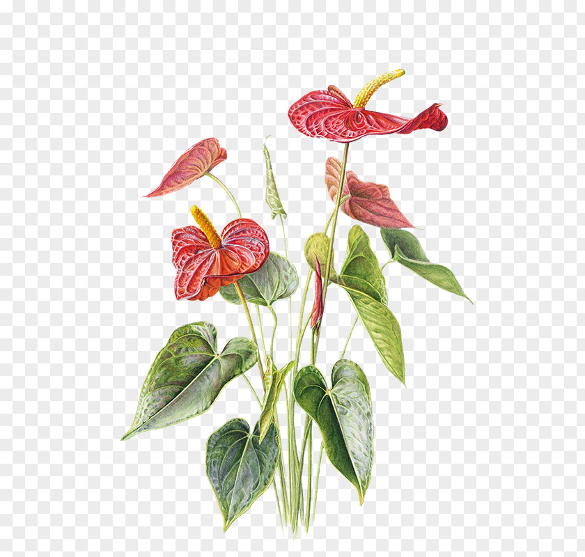 Free Potted Red Pull Material Anthurium Andraeanum Paper Drawing Flower Illustration PNG