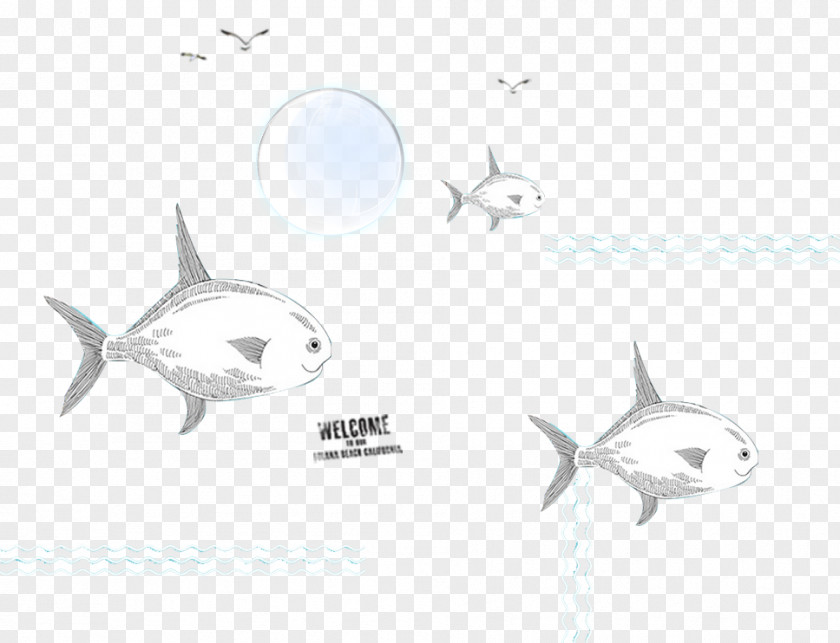 Taobao Days Cat Summer Holiday Requiem Shark Porpoise Cetacea Sketch PNG