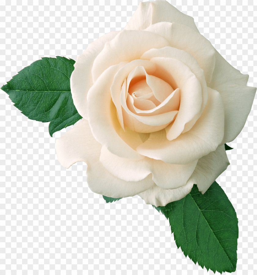 White Rose On Leaves PNG Leaves, white rose flower clipart PNG