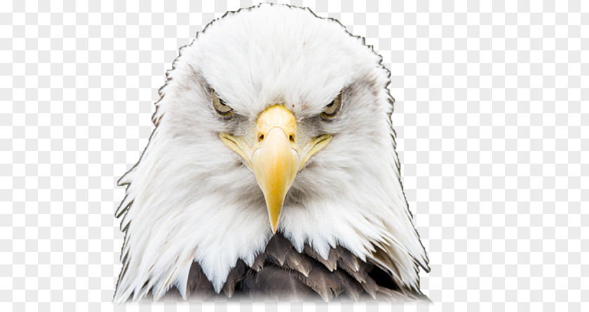 Bird Bald Eagle Eye Endangered Species Act Of 1973 PNG
