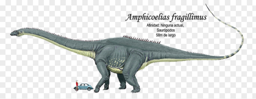 Dinosaur Amphicoelias Apatosaurus Brontosaurus Triceratops PNG