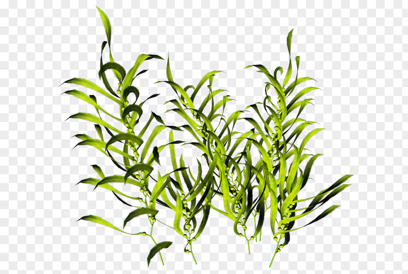 Sea Aquatic Plants Seaweed PNG