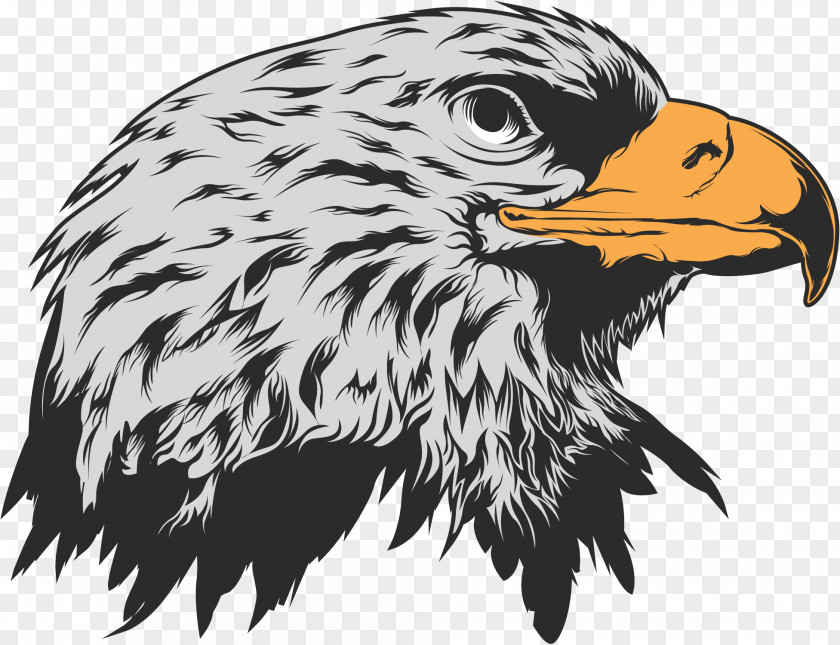 Vector Eagle Download Stock Illustration PNG