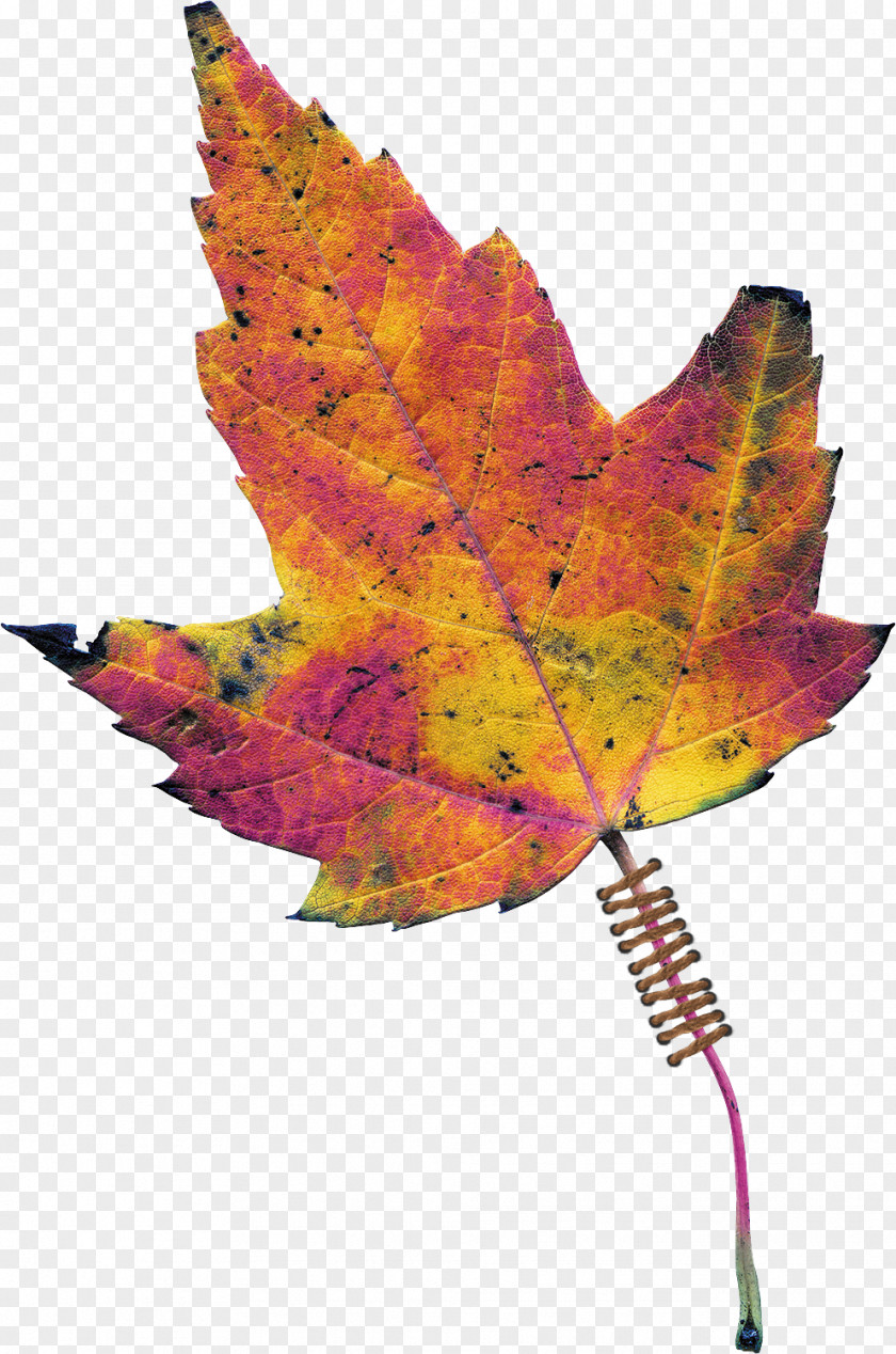 Autumn Leaves Maple Leaf Tree Plant PNG