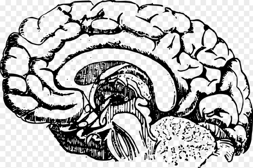 Brain Human Lobes Of The Anatomy Clip Art PNG