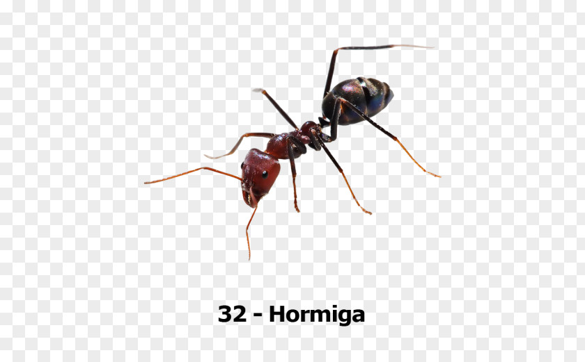 Insect Ant Cockroach Pest Formica Fusca PNG