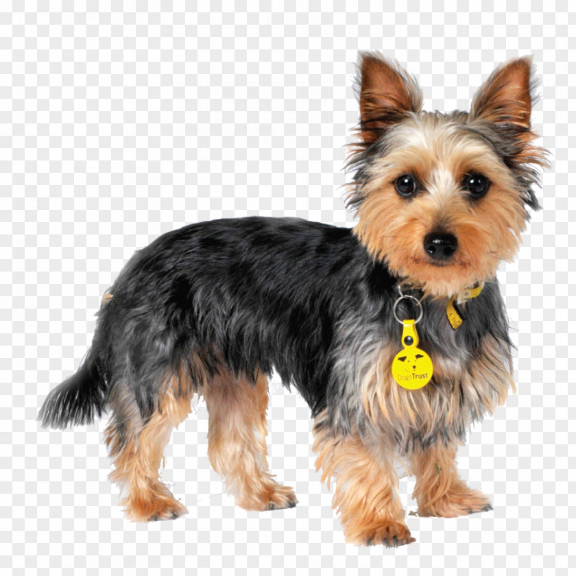 Puppy Yorkshire Terrier Australian Silky Morkie PNG