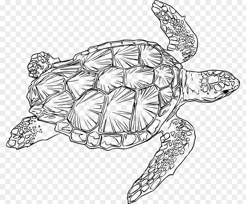 Turtle Loggerhead Sea Green Clip Art PNG