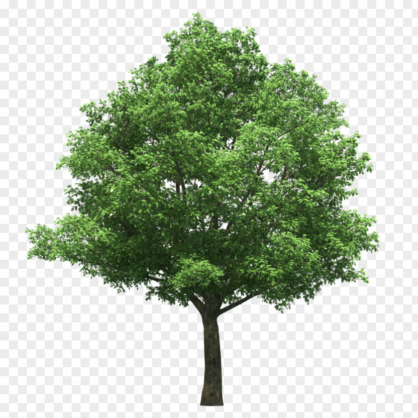Bonsai Stock Photography Tree Royalty-free Talipariti Elatum PNG