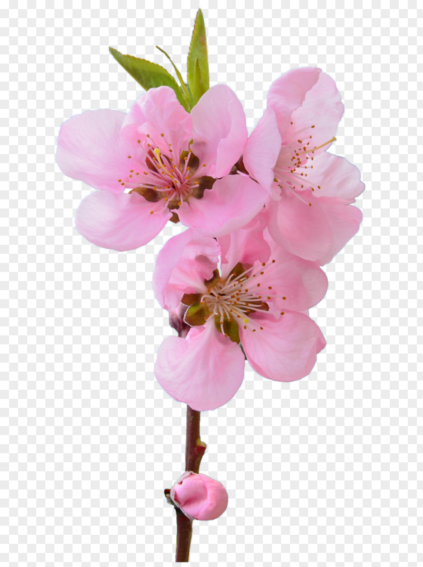 Cherry Flower Blossom Muslim Husband Help Out Plant PNG