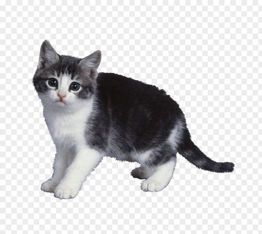 Cute Cat God Made Animals Colours Me The World PNG